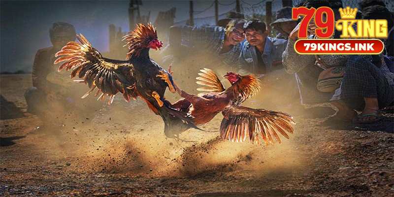 Ưu điểm đá gà cựa dao tại 79KING