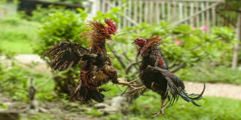 Trang đá gà trực tiếp W88